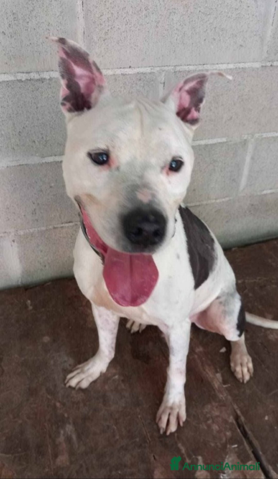 Pitbull cani in regalo: Pitbullino anziano DOLCISSIMO in canile TRISTE!GE a Città metropolitana di Milano - Immagine 1
