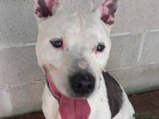 Pitbull cani Pitbullino anziano DOLCISSIMO in canile TRISTE!GE a Città metropolitana di Milano - Annuncio 16
