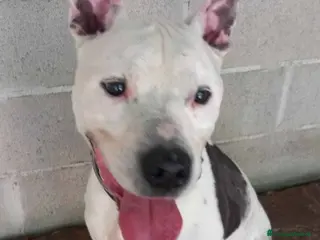 Pitbull cani Pitbullino anziano DOLCISSIMO in canile TRISTE!GE a Città metropolitana di Milano - Annuncio 11