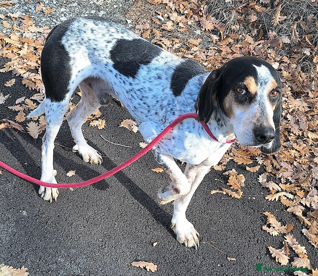 Segugio cani in regalo: Gustavo 4 anni tripode - Annuncio 2