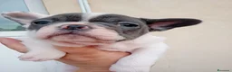Bulldog Francese cani in vendita: Cuccioli di bulldog francese a Provincia di Perugia - Annuncio 27