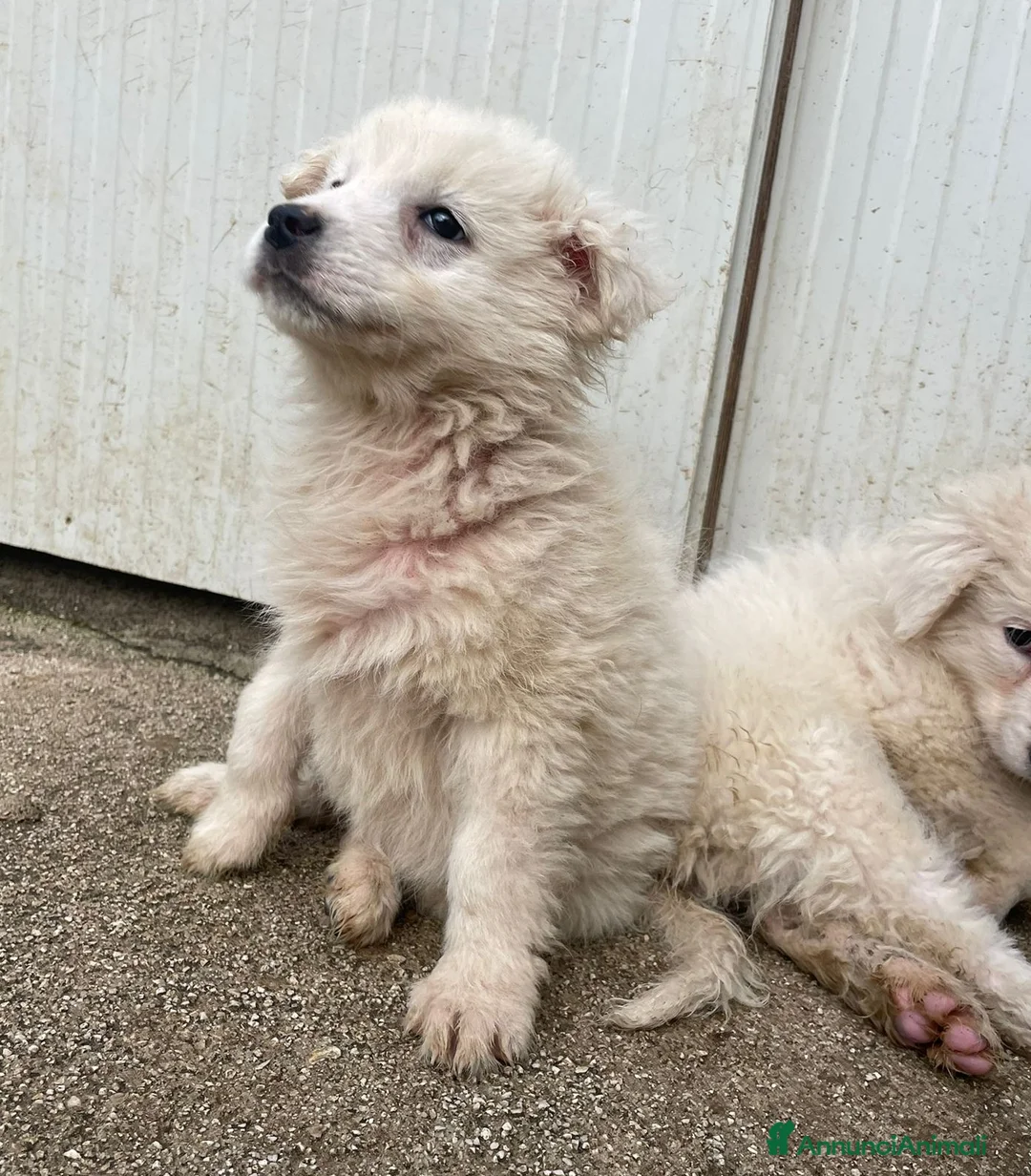 Meticcio cani in regalo: LE FANTASTICHE FREYA e RUNA - Annuncio 8