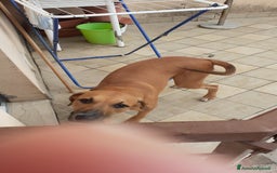 Meticcio cani in regalo: Regalo  - Immagine 2