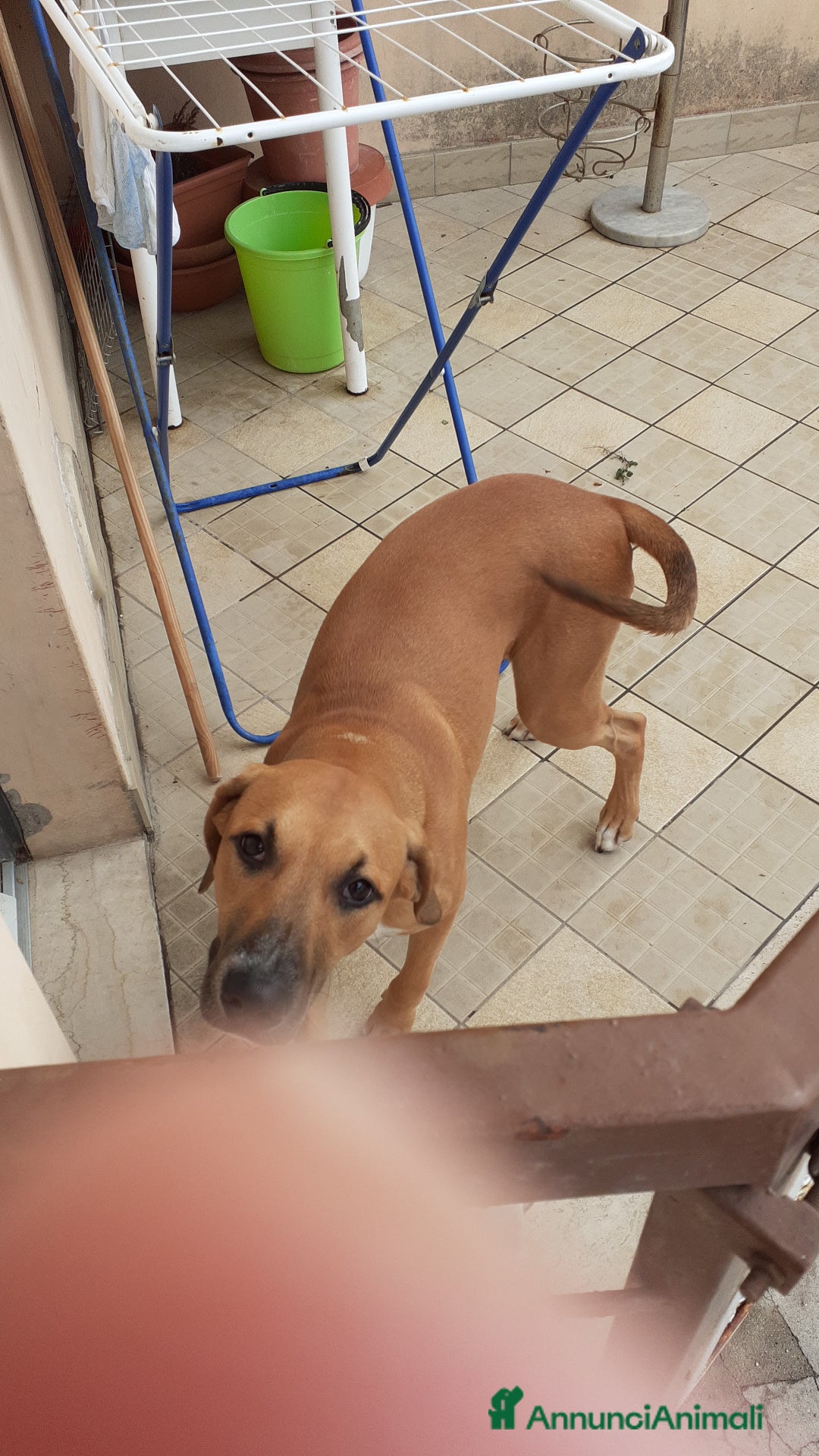 Meticcio cani in regalo: Regalo  - Annuncio 2