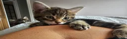 Maine Coon gatti in vendita: Bellissimi cuccioli di Maine Coon - Annuncio 3