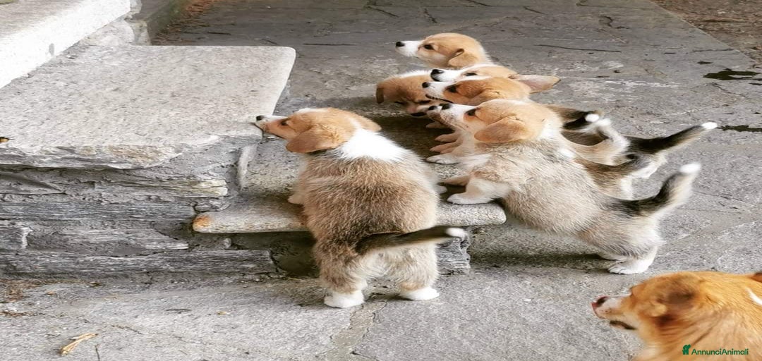 Immagine della galleria {{count}}