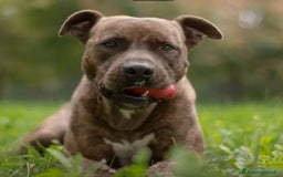 Pitbull cani in regalo: Pitbull tigrato adulto dalla cantina al box.PARMA a Città metropolitana di Milano - Immagine 3