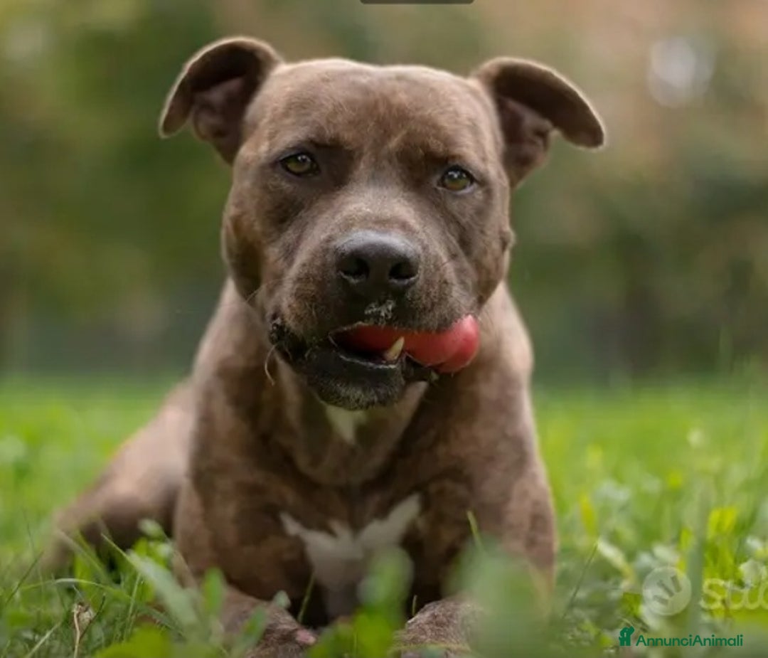 Pitbull cani in regalo: Pitbull tigrato adulto dalla cantina al box.PARMA a Città metropolitana di Milano - Immagine 3