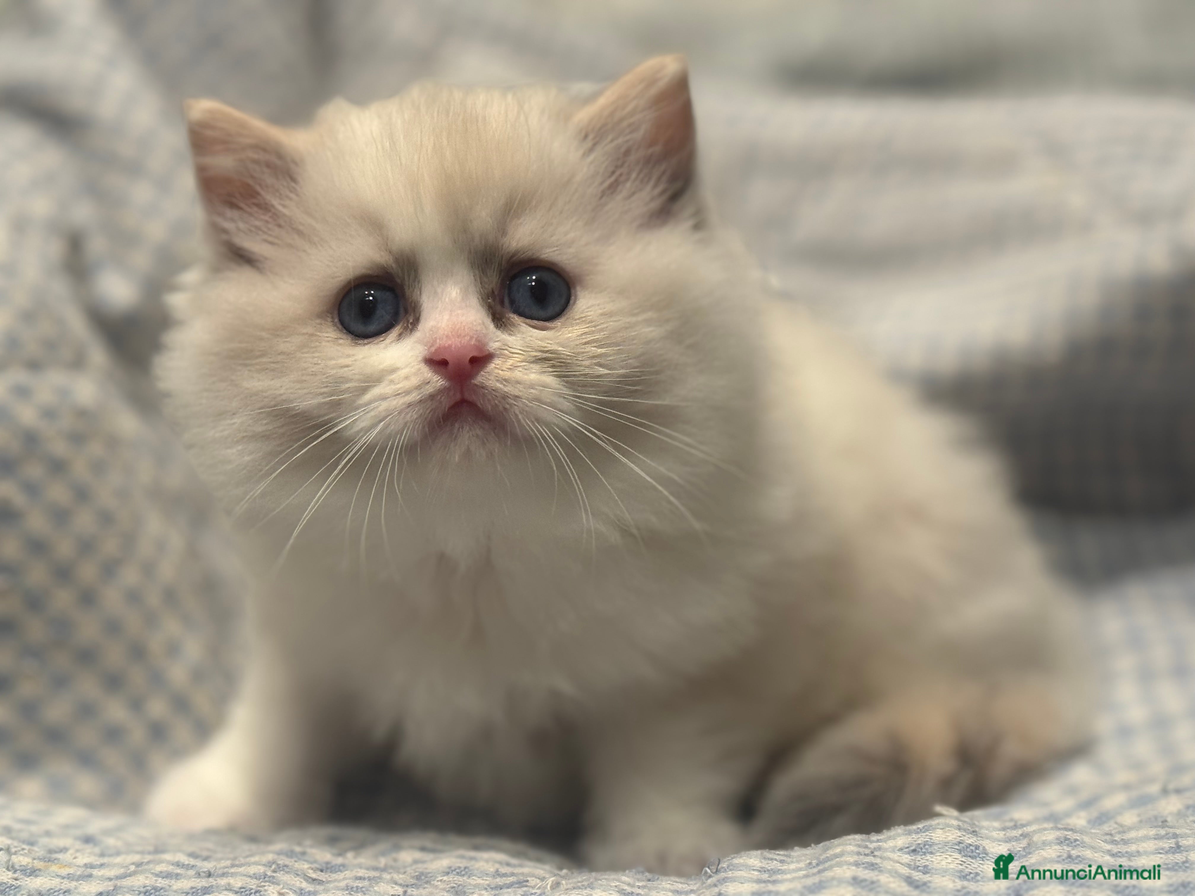 Ragdoll gatti Cuccioli Ragdoll  - Annuncio 9