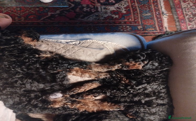 Barboncino cani cuccioli Phantom  - Annuncio 1