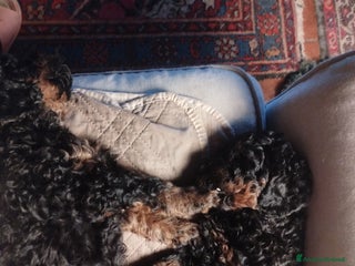 Barboncino cani cuccioli Phantom - Annuncio 14