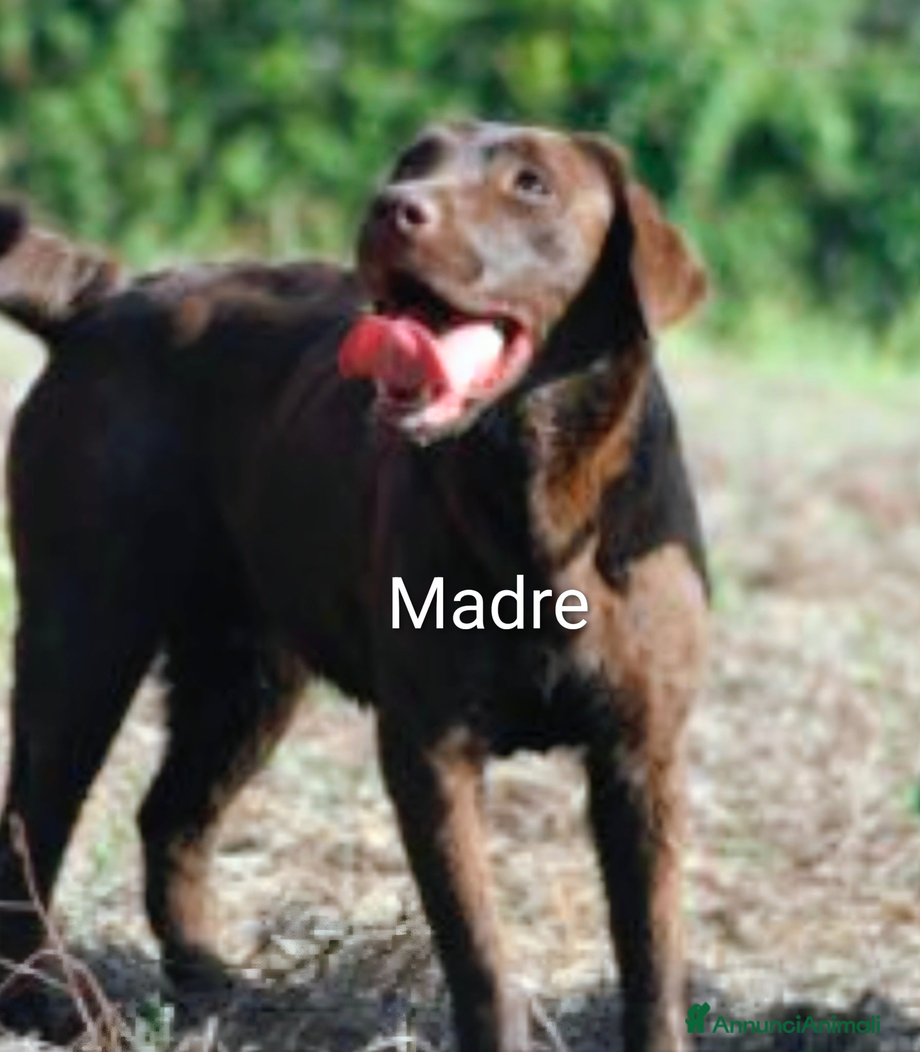 Labrador cani in vendita: Cucciola Labrador con pedigree Enci - Annuncio 2