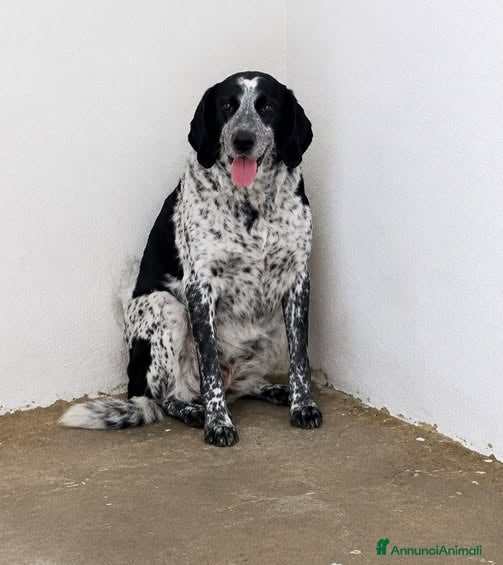 Meticcio cani Patty - Annuncio 31
