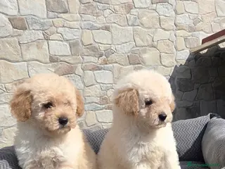 Barboncino Toy cani Barboncino toy - Annuncio 21