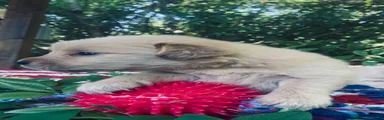 Golden Retriever 5