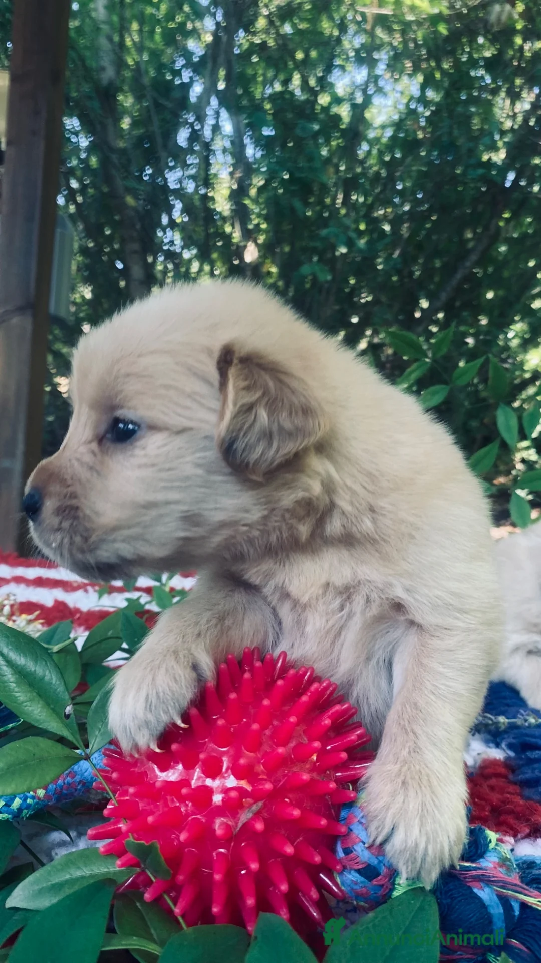 Golden Retriever cani in vendita: PICCOLI GOLDEN 100% AMERICANI NATI 03/06/26 - Annuncio 2