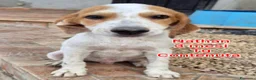 Meticcio cani in regalo: SALVA UN CUCCIOLO! a Provincia di Reggio Emilia - Annuncio 3