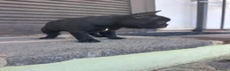 Bulldog Francese cani in vendita: bulldog francese nero tigrato  - Annuncio 12