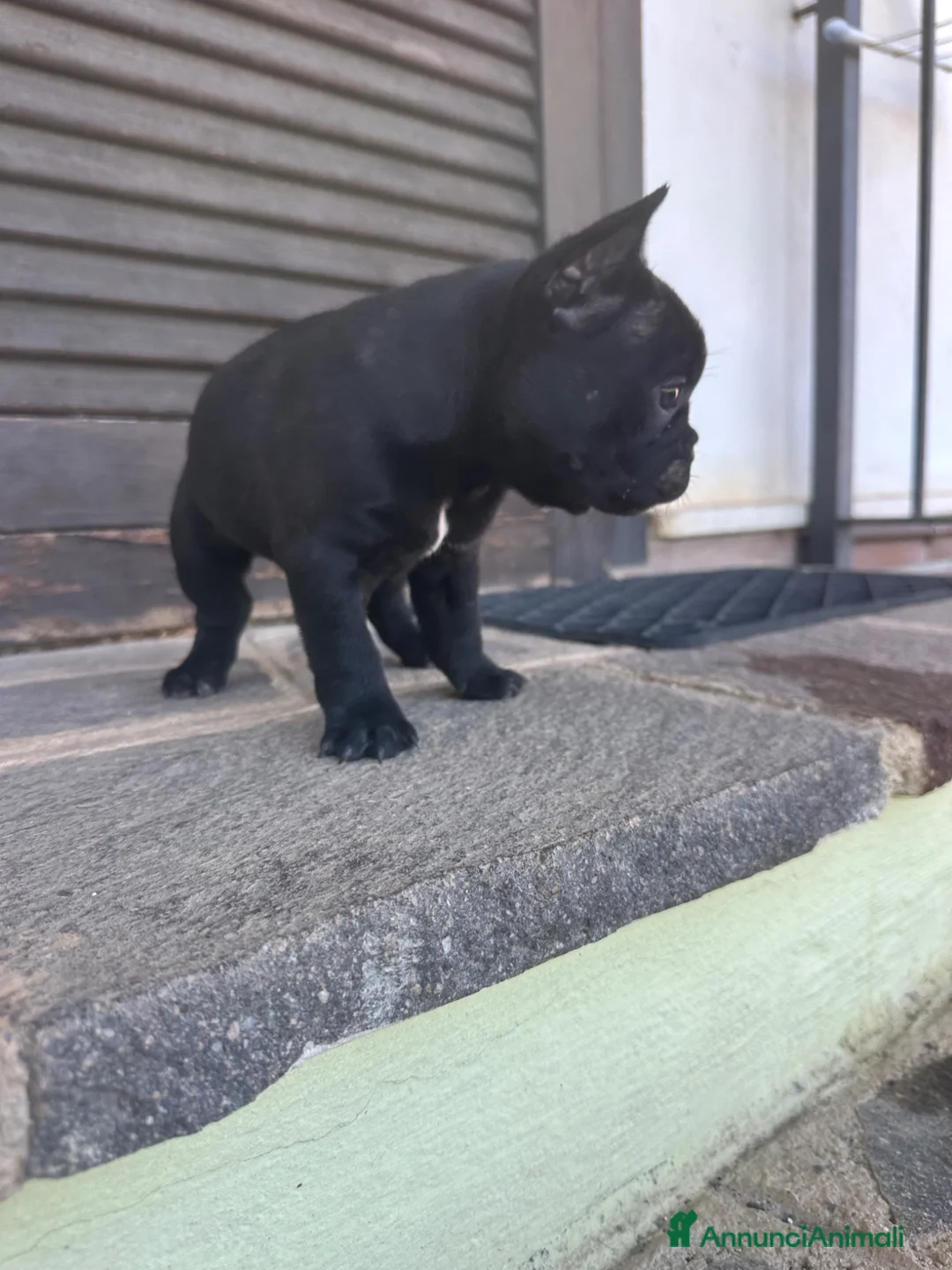 Bulldog Francese cani in vendita: bulldog francese nero tigrato  - Annuncio 12