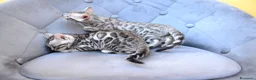 Bengala gatti in vendita: Cucciole Bengala con Pedigree alta genealogia a Provincia di Padova - Annuncio 3