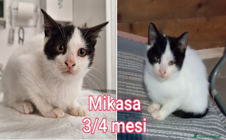 Altre razze gatti MICINI CERCANO FAMIGLIE E TANTO AMORE  - Annuncio 20