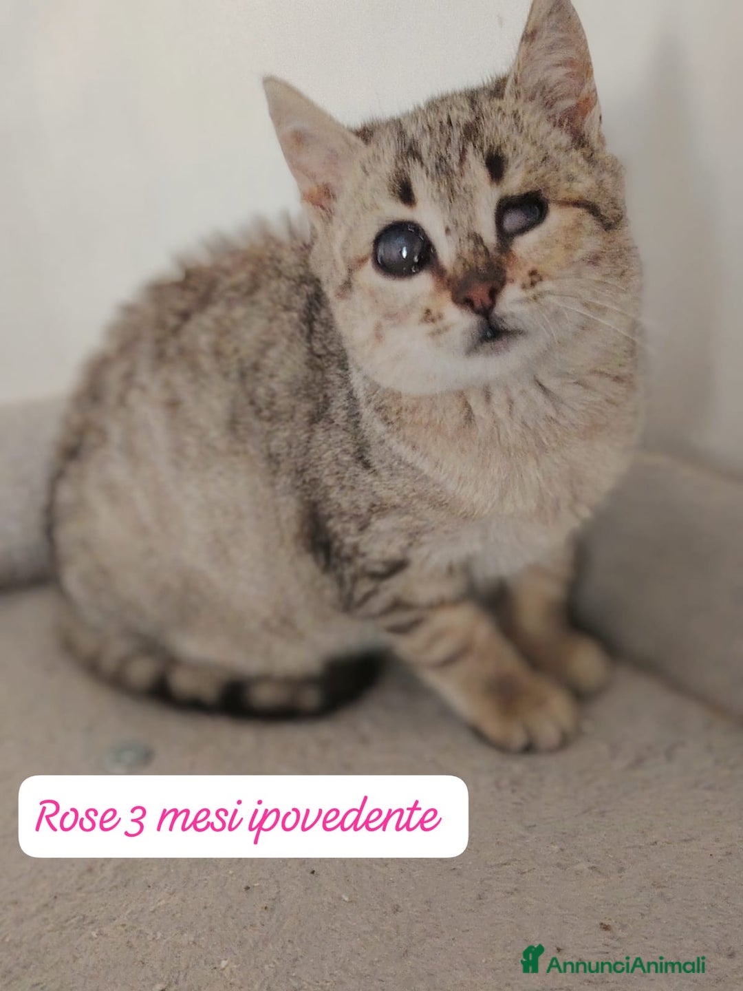 Europeo gatti in regalo: S.o.s. gattini da salvare  - Annuncio 3