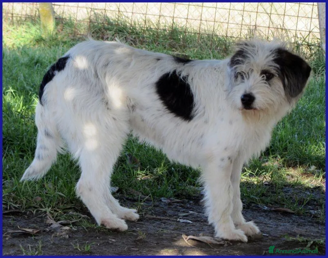 Meticcio cani in regalo: MANNAGGIA simil spinoncina timidina - Annuncio 2