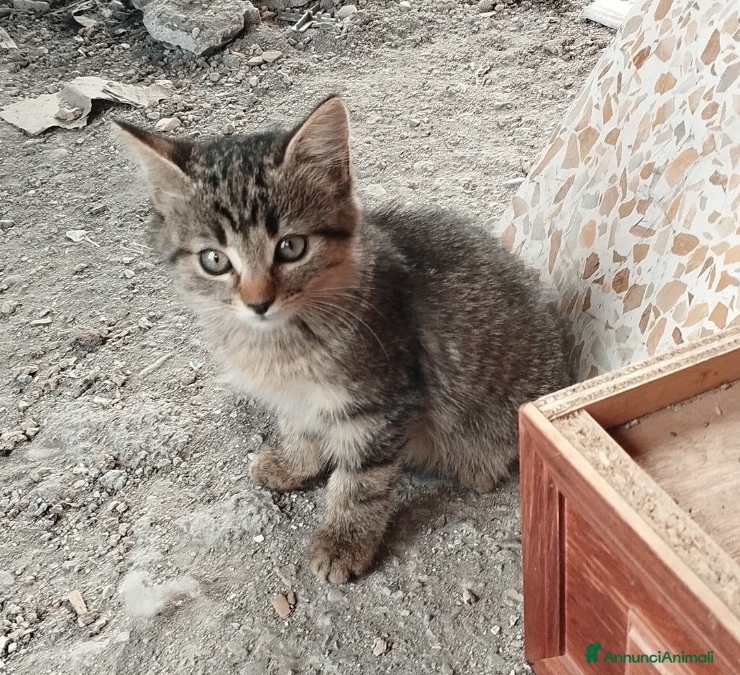 Europeo gatti in regalo: 3 simpatici tigratini - Annuncio 6