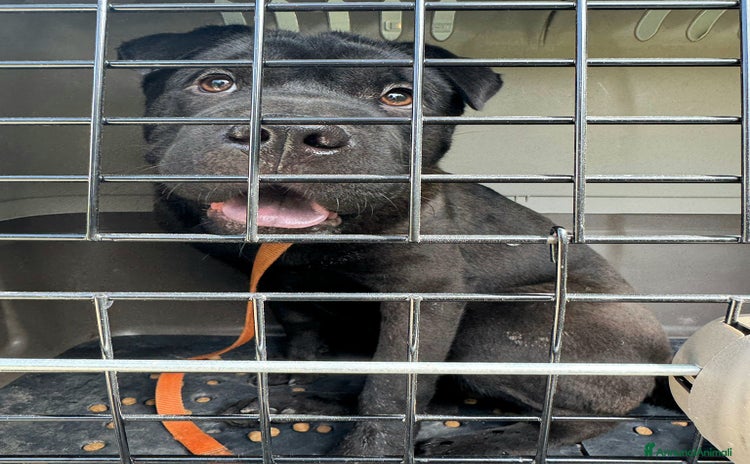 Shar Pei cani - Annuncio 1