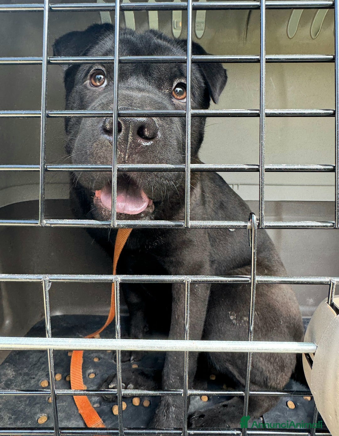 Shar Pei cani in regalo: Puma sharpei di 9 mesi - Annuncio 1