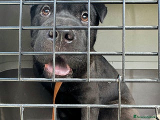 Shar Pei cani Puma sharpei di 9 mesi - Annuncio 25