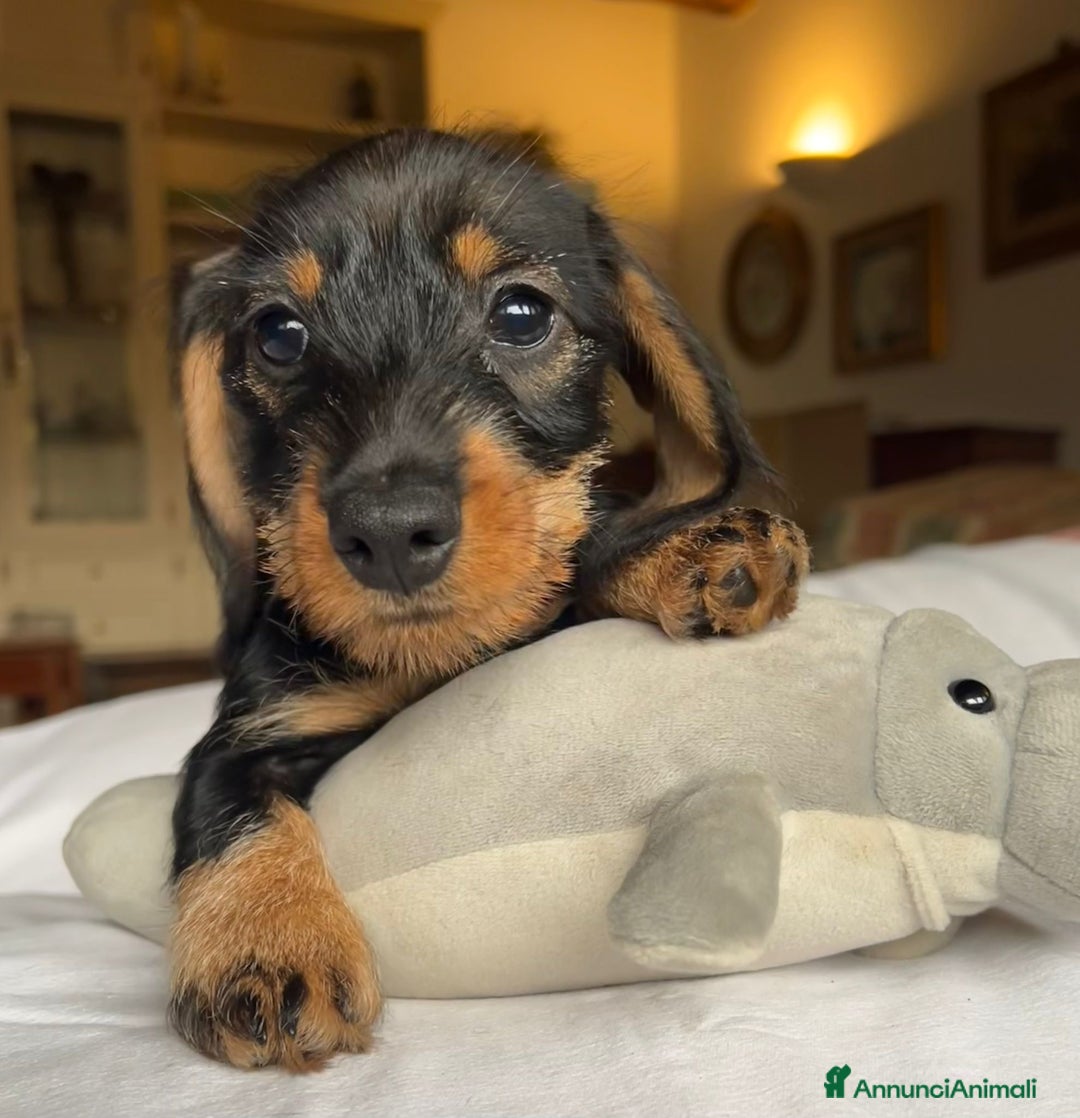 Bassotto cani in vendita: Cuccioli di Bassotto pelo duro con Pedigree Enci - Annuncio 13