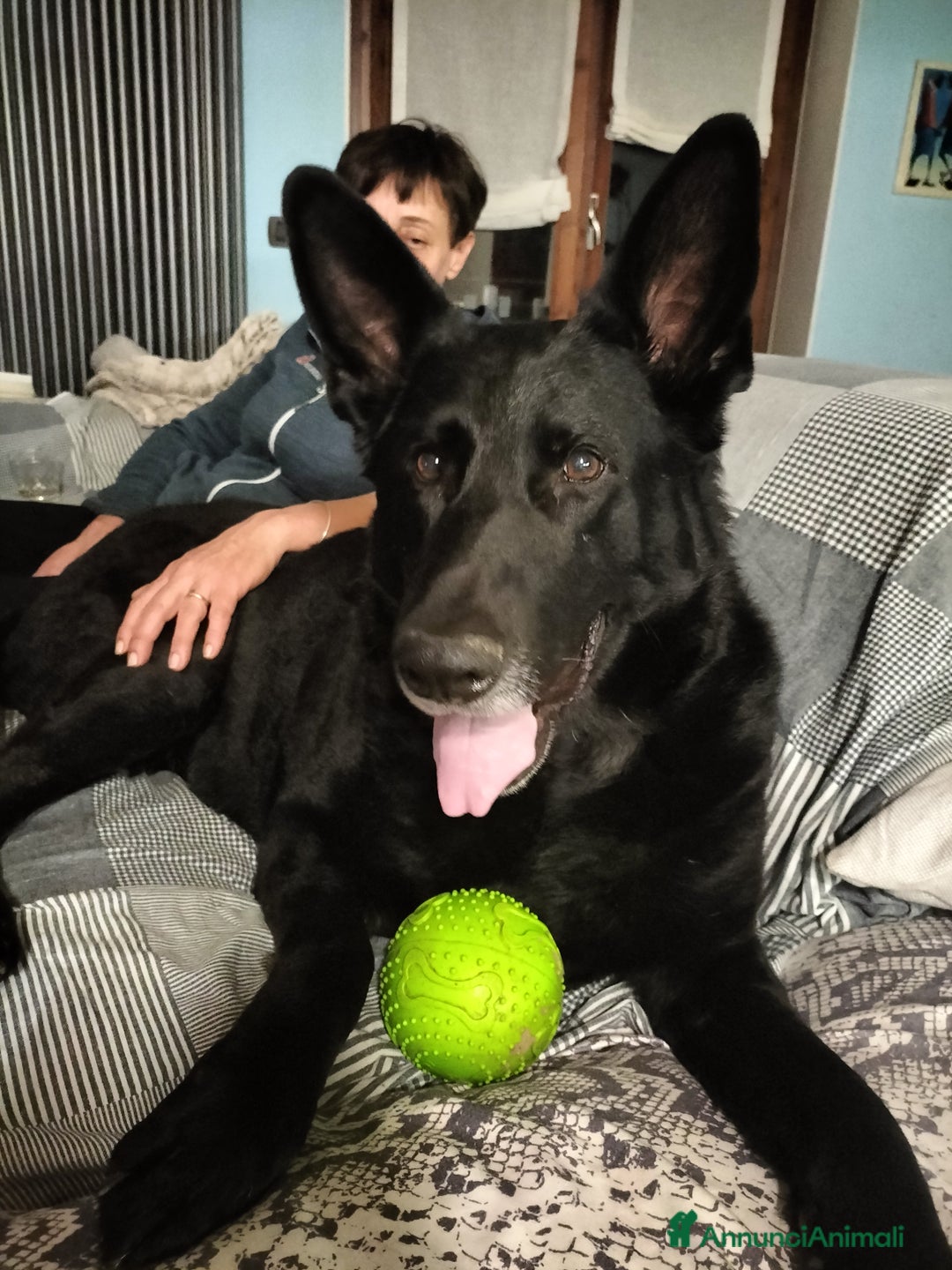 Pastore Tedesco cani in regalo: DIAGO CERCA CASA a Provincia di Lecco - Immagine 2