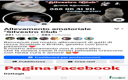 British gatti in vendita: British  / Scottish occhi AZZURRI  a Provincia di Pavia - Immagine 4