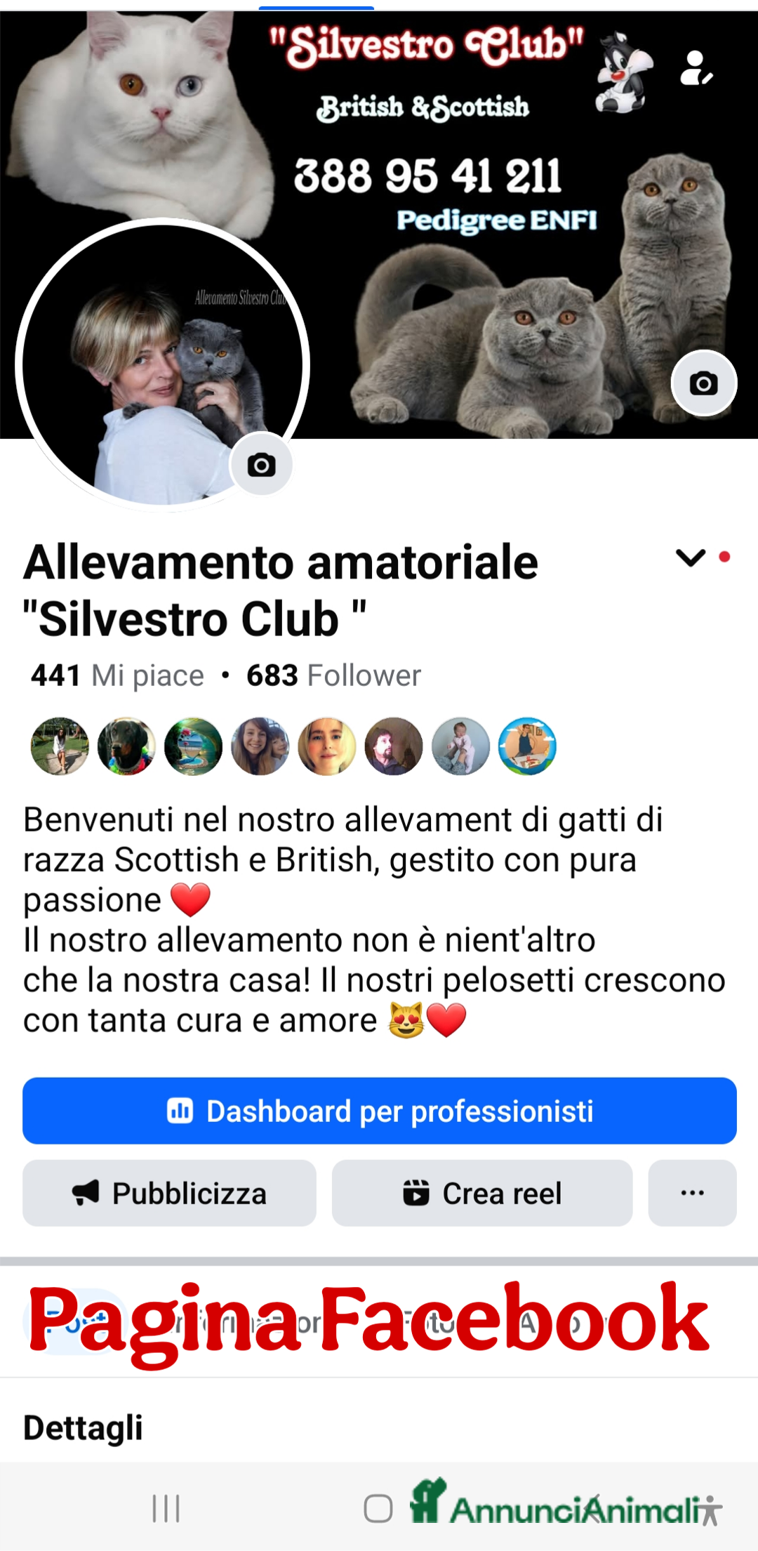 British gatti in vendita: British  / Scottish occhi AZZURRI  a Provincia di Pavia - Immagine 4