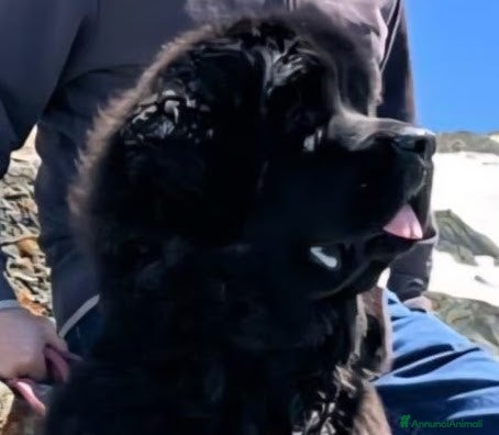 Terranova cani in vendita: CUCCIOLI TERRANOVA NERI - Annuncio 2