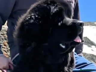Terranova cani in vendita: CUCCIOLI TERRANOVA NERI - Annuncio 2