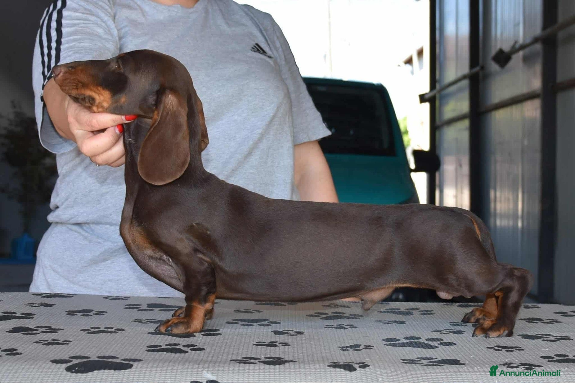 Bassotto cani per accoppiamento: Bassotto kaninchen marrone focato per monta - Annuncio 1