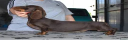 Bassotto cani per accoppiamento: Bassotto kaninchen marrone focato per monta - Annuncio 1