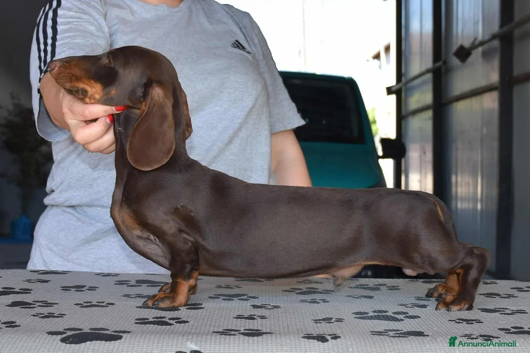 Bassotto cani per accoppiamento: Bassotto kaninchen marrone focato per monta - Annuncio 1