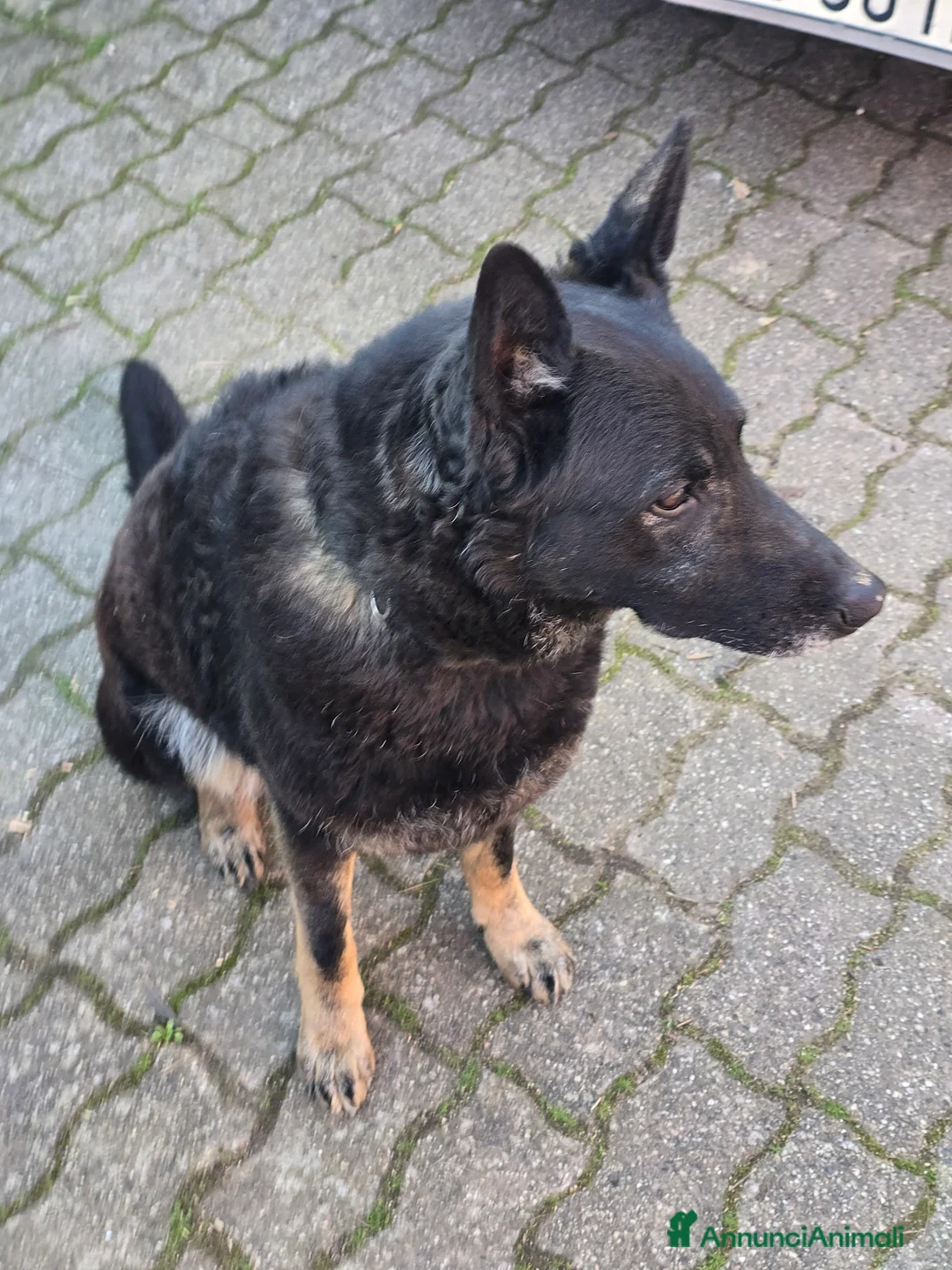 Pastore Belga cani in regalo: Pastore Belga a Città metropolitana di Milano - Annuncio 2