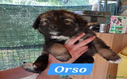 Meticcio cani in regalo: COFFY e ORSO cucciolini  IN REGALO a Città metropolitana di Catania - Immagine 3