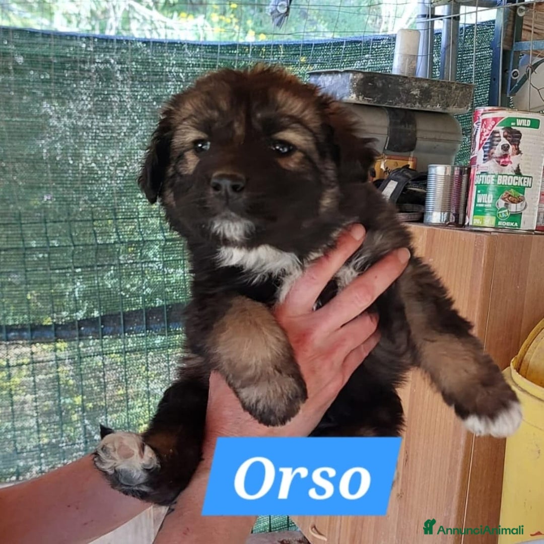 Meticcio cani in regalo: COFFY e ORSO cucciolini  IN REGALO a Città metropolitana di Catania - Immagine 3