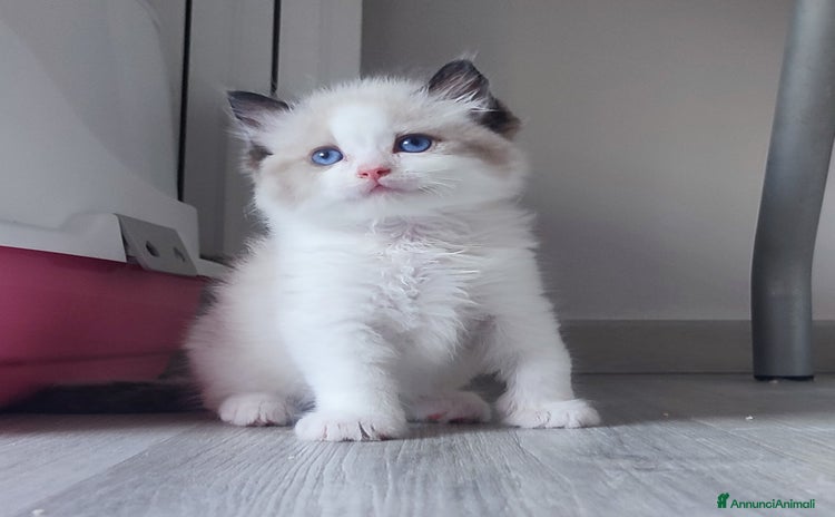 Ragdoll gatti a Città metropolitana di Milano - Annuncio 8