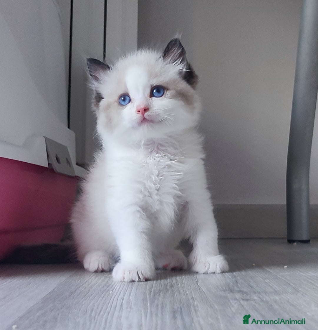Ragdoll gatti in vendita: cucciolo rag seal bic  a Città metropolitana di Milano - Immagine 1