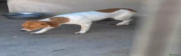 Meticcio cani in regalo: Mia dolcissima simil jack russel - Annuncio 5