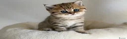 Scottish gatti in vendita: Scottish fold&straihgt - Annuncio 5