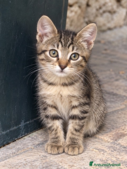 Meticcio gatti due gattini dolce e hanno 3 mese abbondanato cerc - Annuncio 37