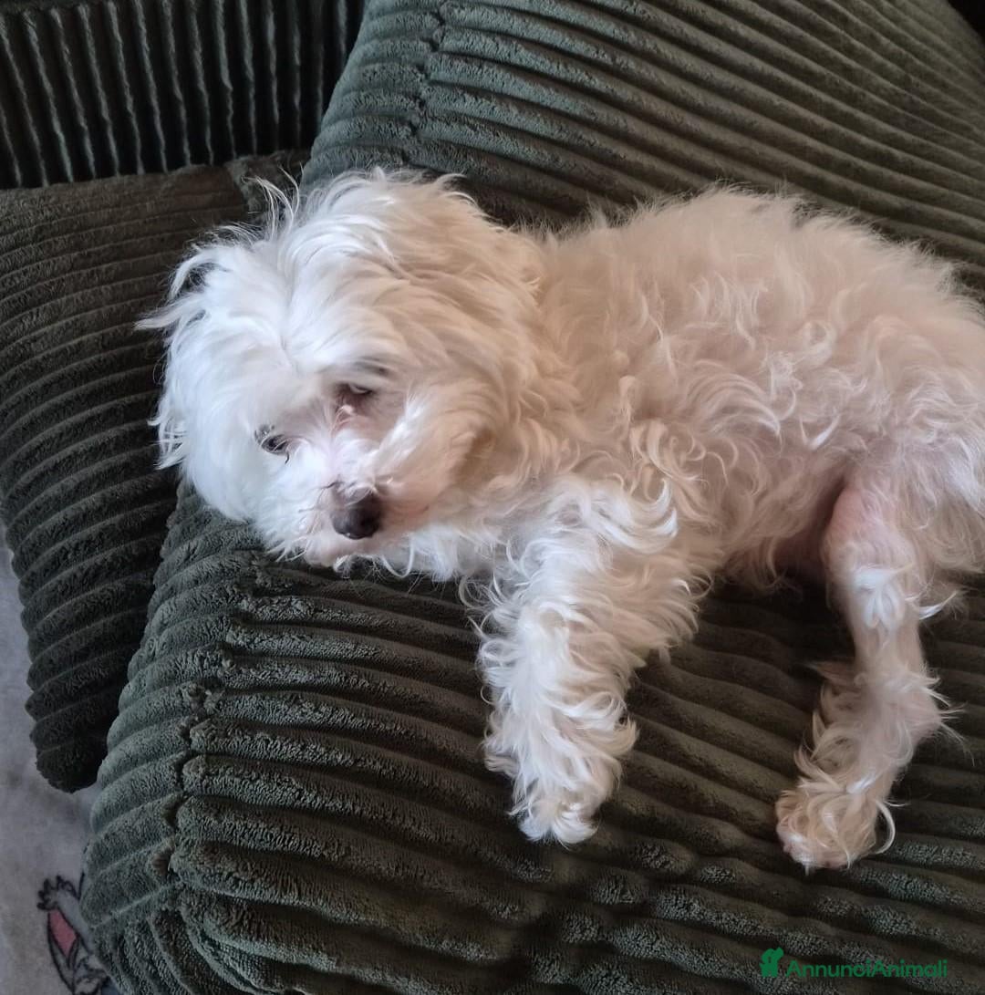 Maltese cani MALTESE ex fattrice - Annuncio 1