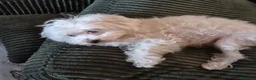 Maltese cani in regalo: MALTESE ex fattrice - Annuncio 1